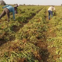 کارگر بادام هستیم