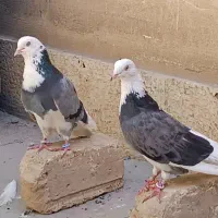 ۴ عدد کبوتر شازده سبز