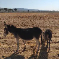 خر‌فروشی