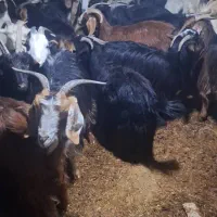 بزآبستن وزاییده