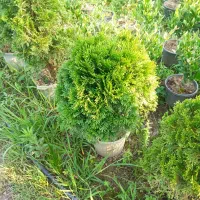 لاوسون|گل و گیاه طبیعی|چمستان, |دیوار