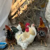 خروس بزرگ چاق و چله برای قربانی کردن|حیوانات مزرعه|قم, قلعه کامکار|دیوار