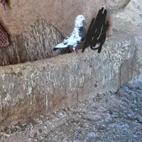 کبوتر  .پرشی|پرنده|کوهین, |دیوار