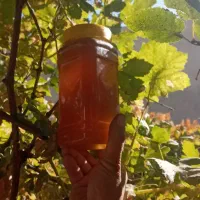 عسل طبیعی اویشن کوهی