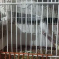 عروس مولد|پرنده|گنبد کاووس, |دیوار