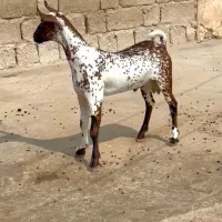 تعدادی بزغا|حیوانات مزرعه|مشهد, انبارنفت|دیوار