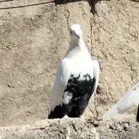 کبوتر ماده دمی