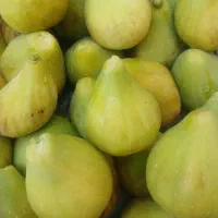 انجیرتازه کیلویی ۱۵۰ت