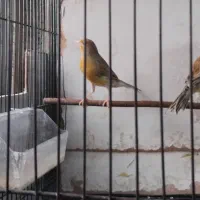 قناری نروماده جفت اماده تخمگذاری