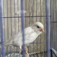قناری ماده آماده