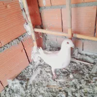 ساراقون جوان