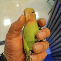 طوطی برزیلی دستی 2 ماهه