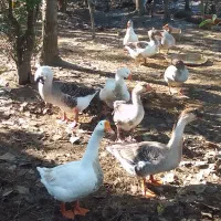 قوغاز و غاز سنگین وزن ۴۰ عدد