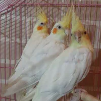 پرنده طوطی عروس هلندی