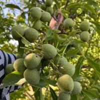 فروش نهال گردو فرنورپیوندی شناسه دار|خدمات باغبانی و درختکاری|بافق, |دیوار