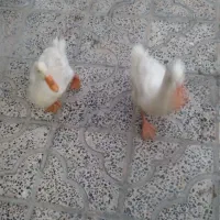 دوتا اردک جوان