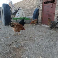 مرغ تخمی