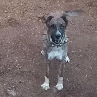 سگ گله|سگ|نیشابور, مازول|دیوار