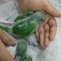 جفت مولد گرینچیک و...|پرنده|شیراز, لاله|دیوار