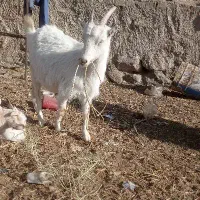 نر بزغاله سانن|حیوانات مزرعه|شاهرود, |دیوار