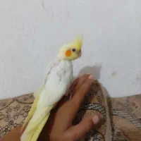 جوجه عروس هلندی معاوضه ای