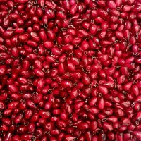 دانه انار یلدایی|بدلیجات|اردبیل, |دیوار