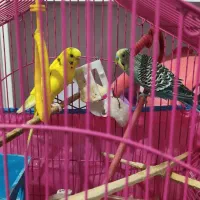 یک جفت مرغ عشق سالم و سرحال