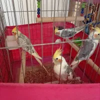 عروس 3عدد الان گم شدن از قفس رفتن