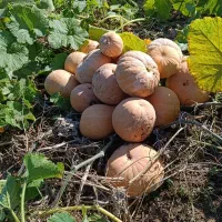 کدو حلوایی شیرین