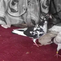 کفتر هوایی|پرنده|مشهد, شهید معقول|دیوار