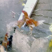 مرغ خروس|حیوانات مزرعه|سیرجان, |دیوار