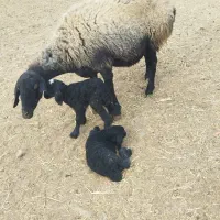 میش دوقلو گوسفند