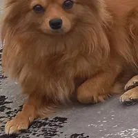 واگذاری سگ پامر|سگ|مشهد, ابوذر|دیوار