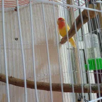 طوطی برزیلی