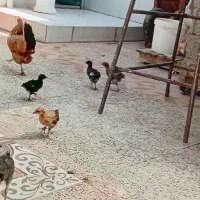 مرغ باجوجه به شرط سالم
