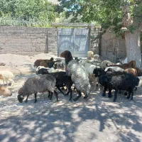 ۴عدد میش دوقلو زا شال افشار و قوچ هترو وبزوکهره