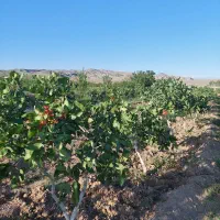 باغ پسته ۸ ساله ۳۰۰۰ متری یامچی مرند