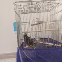 مرغ مینا|پرنده|تهران, تهرانپارس شرقی|دیوار