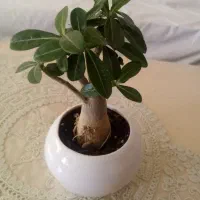 گل گیاه