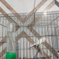 فروش قناری نر. و مرغ عشق جفت با جوجه.|پرنده|فسا, |دیوار