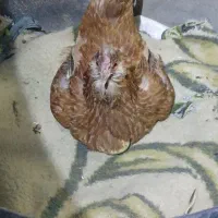 مرغ گپ