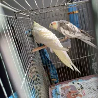 فروش عروس هلندی