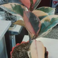 گل گیاه آپارتمانی