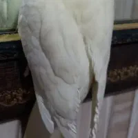 گمشده