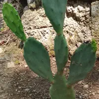 گل کاکتوس انجیری