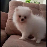 پامر باهوش خرسی|سگ|فردیس, شهرک سپاه|دیوار