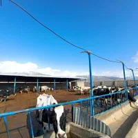 استخدام نیروی ماهر در گاوداری صنعتی