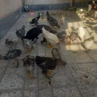 جوجه مرغ جهادی و سلطان|حیوانات مزرعه|اصفهان, بهاران|دیوار