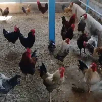 خروس محلی|حیوانات مزرعه|هشتگرد, شهرک وحدت|دیوار