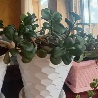 گل طبیعی گل یشم